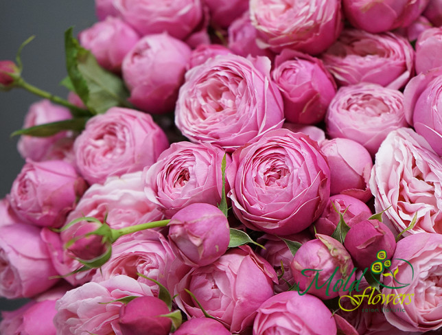 Trandafir Silva Pink 50 cm foto